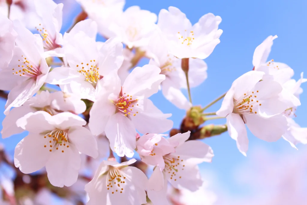 Flor de Sakura