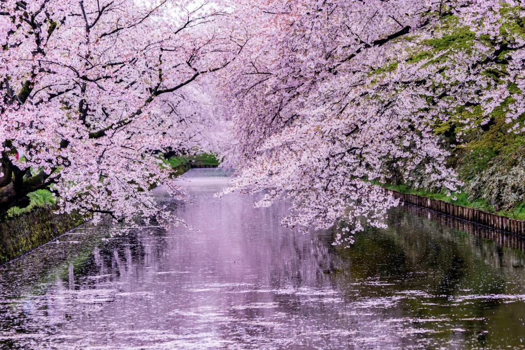 Cerezo con el rio